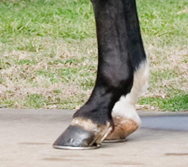  Well maintained hooves