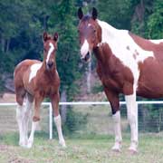 Breaking Up Is Hard To Do, Learn how to successfully wean your foals
