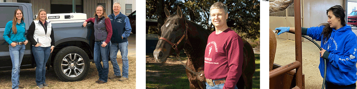 Equine Veterinary Services: Breeding