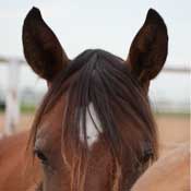 The Ears Have it, Learn how to recognize problems with your horses ears