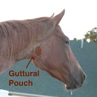  Learn how to recognize Guttural Pouch Infections