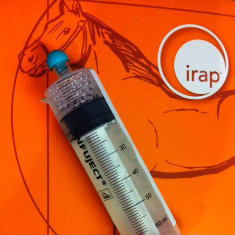  IRAP Therapy for Horses