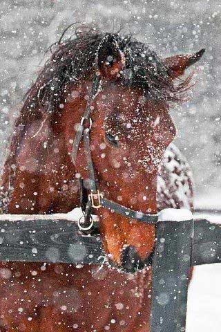  Horse in Snow